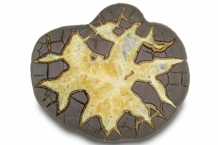 Polished Septarian Slab - Utah #317999